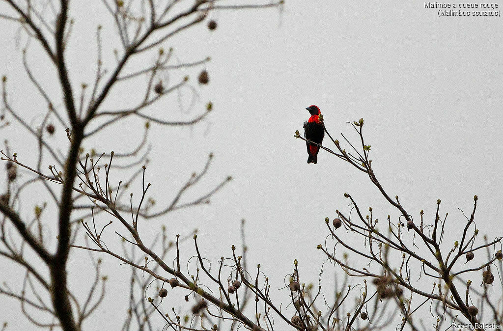 Malimbe à queue rouge