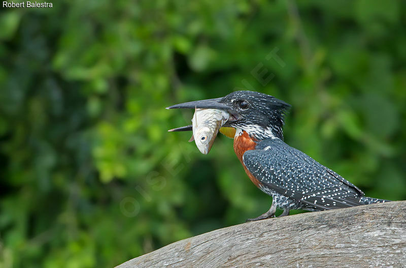 Martin-pêcheur géant mâle adulte, régime, pêche/chasse
