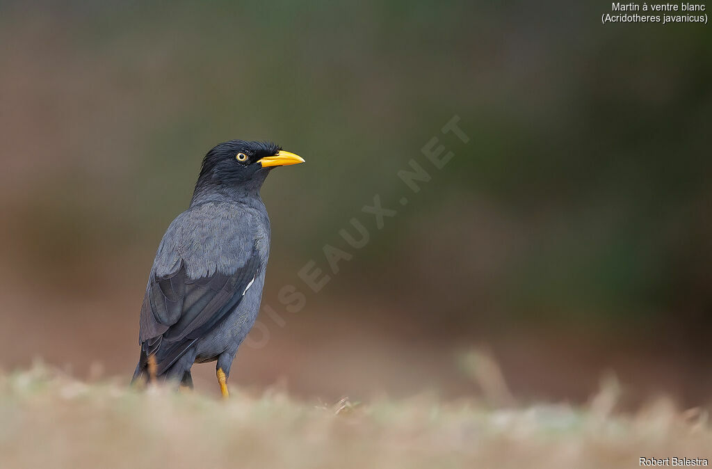 Javan Myna