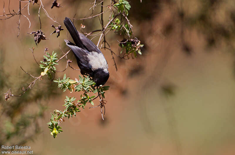 White-backed Black Titadult, pigmentation, fishing/hunting