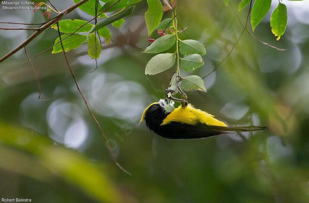 Sultan Tit