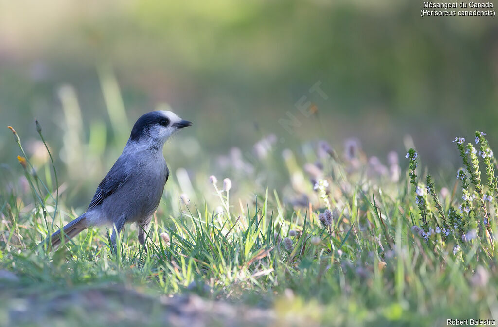 Canada Jay
