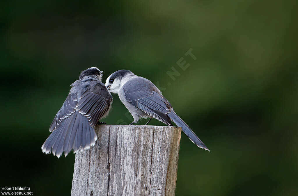 Canada Jay, pigmentation, eats