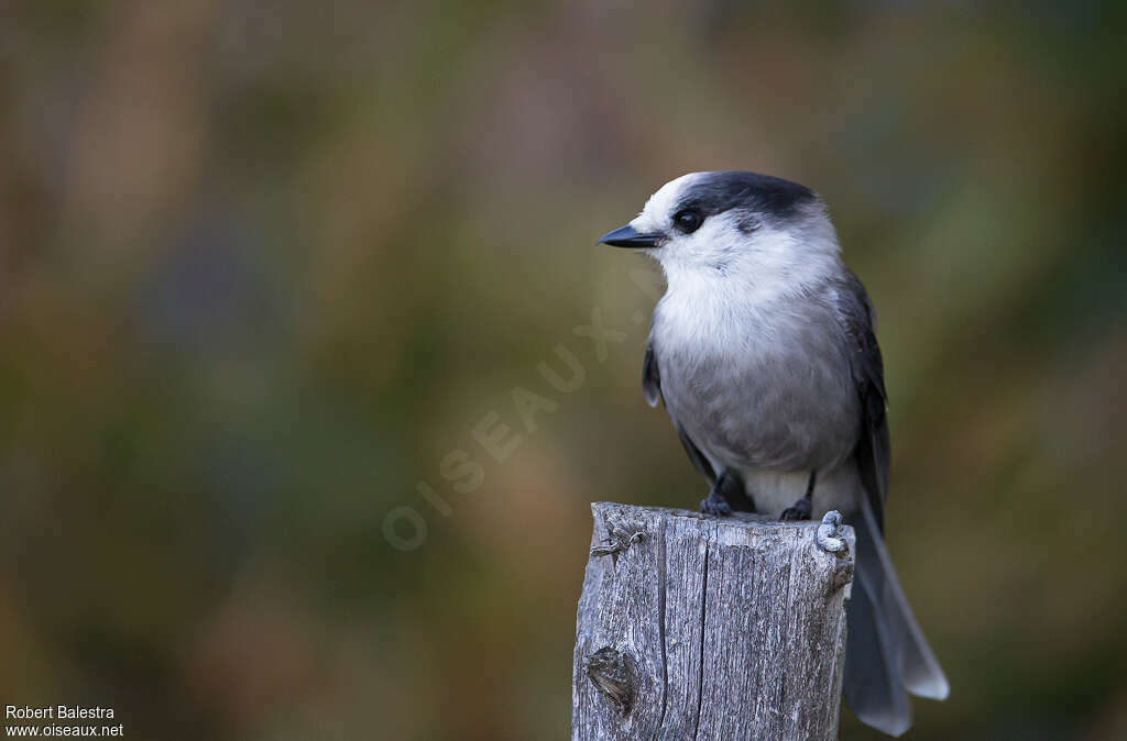 Canada Jayadult, close-up portrait