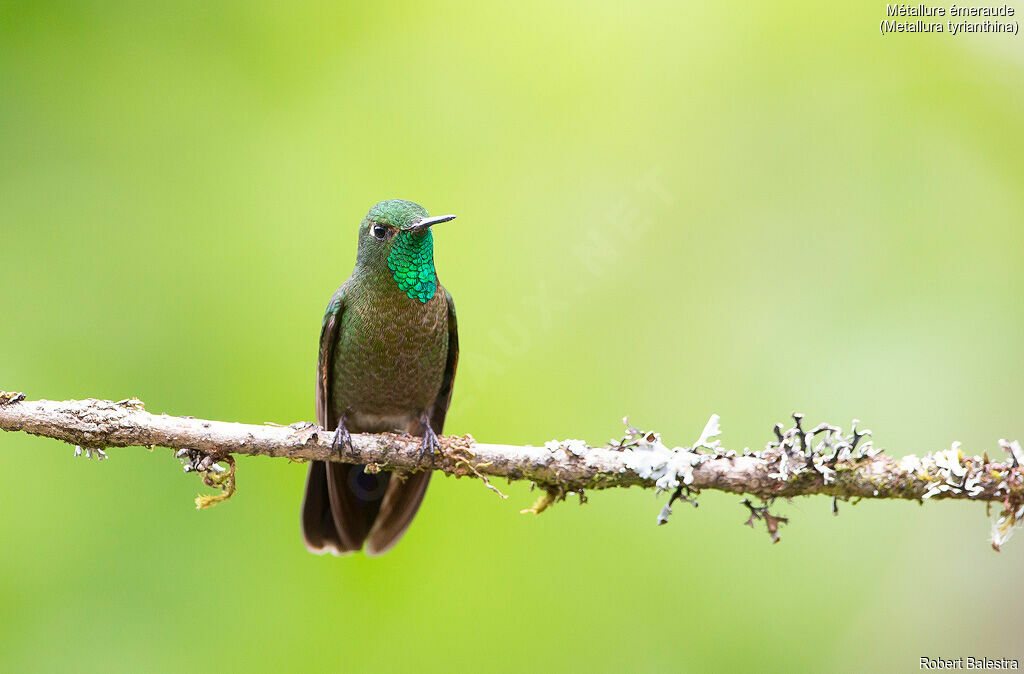 Tyrian Metaltail male