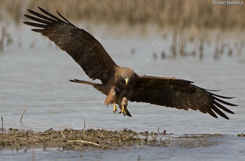 Yellow-billed Kite