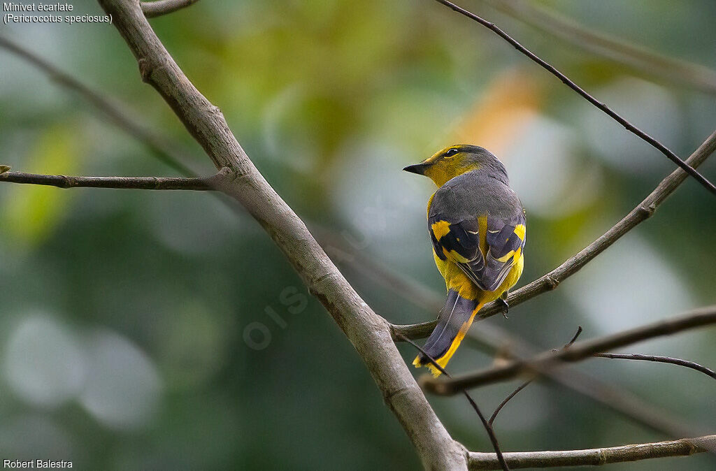 Minivet écarlate femelle