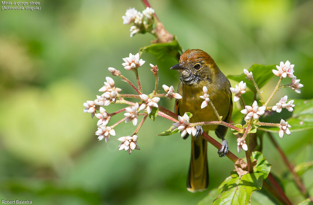 Minla à gorge striée