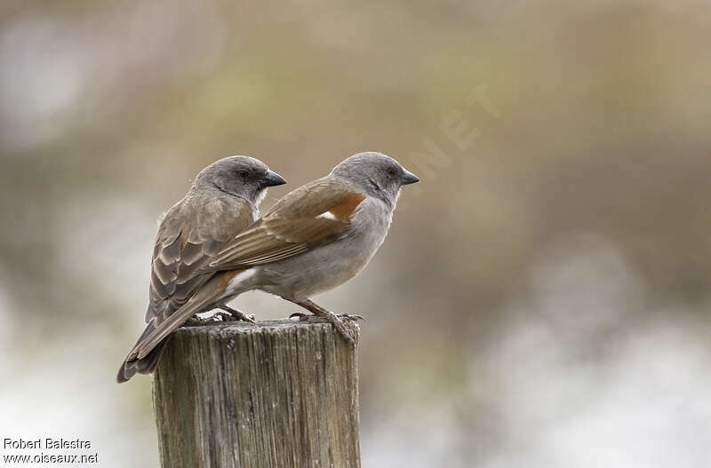 Moineau de Swainsonadulte
