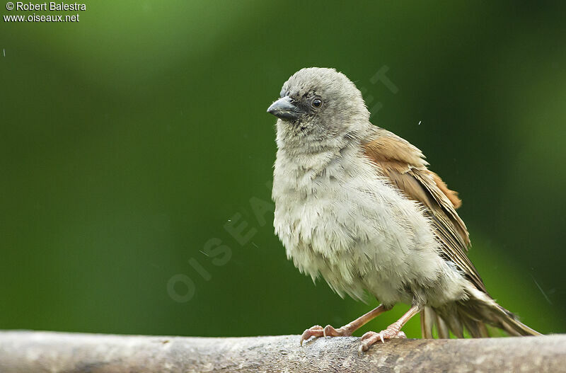 Moineau de Swainson