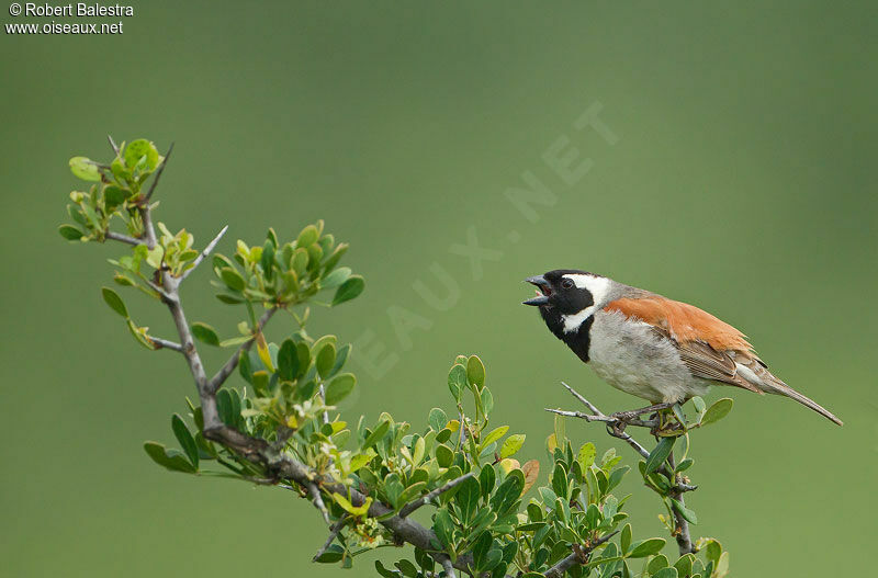 Moineau mélanure mâle adulte