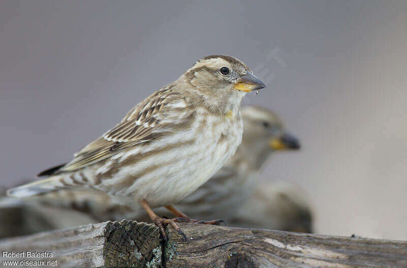 Rock Sparrow
