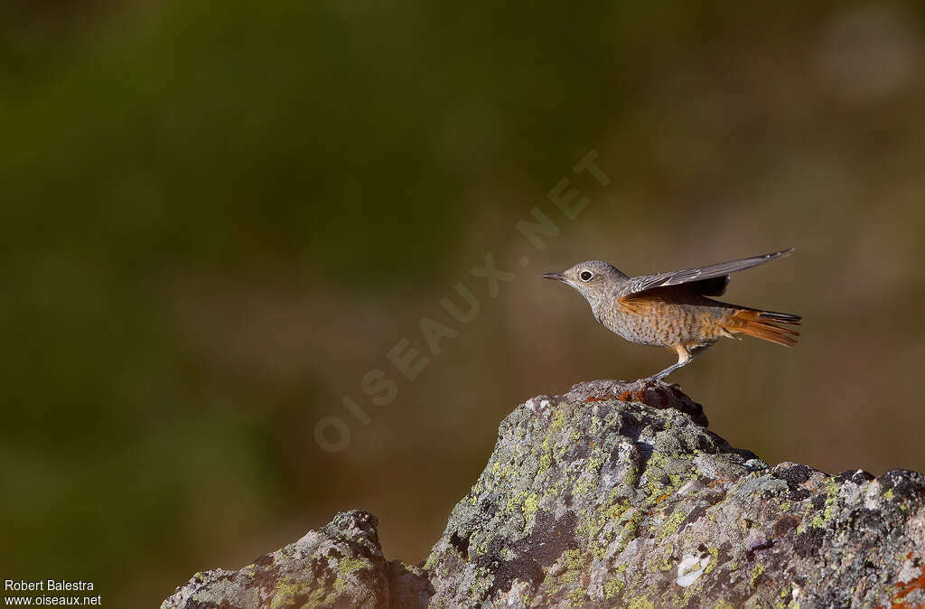 Common Rock Thrush female, habitat