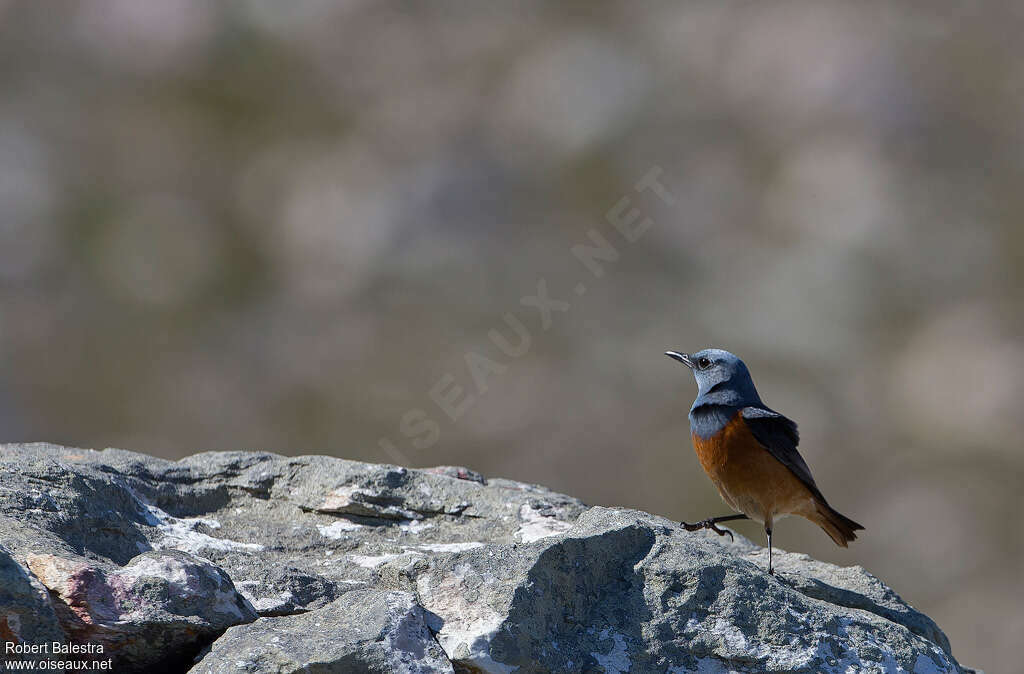 Sentinel Rock Thrush male adult, habitat, Behaviour