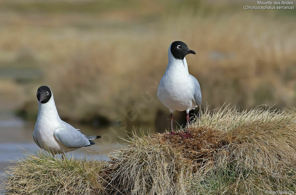 Andean Gull