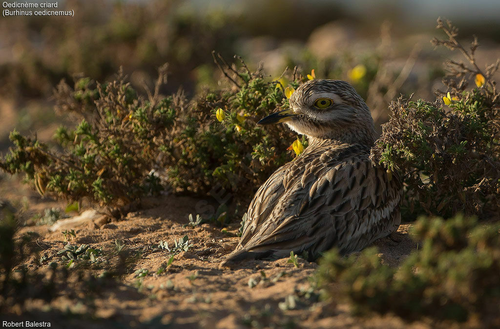 Eurasian Stone-curlew