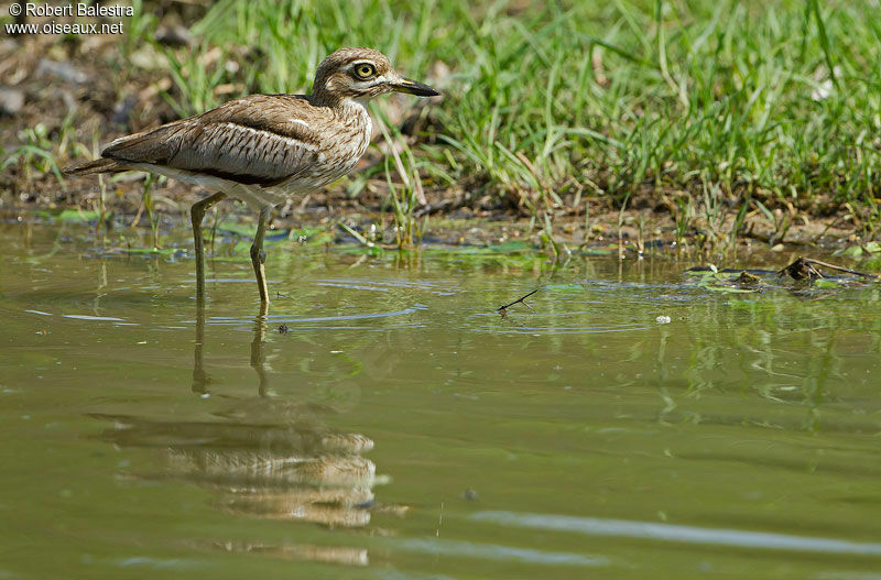 Water Thick-knee