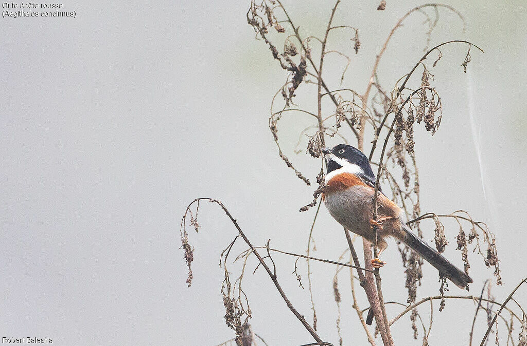 Orite à tête rousse