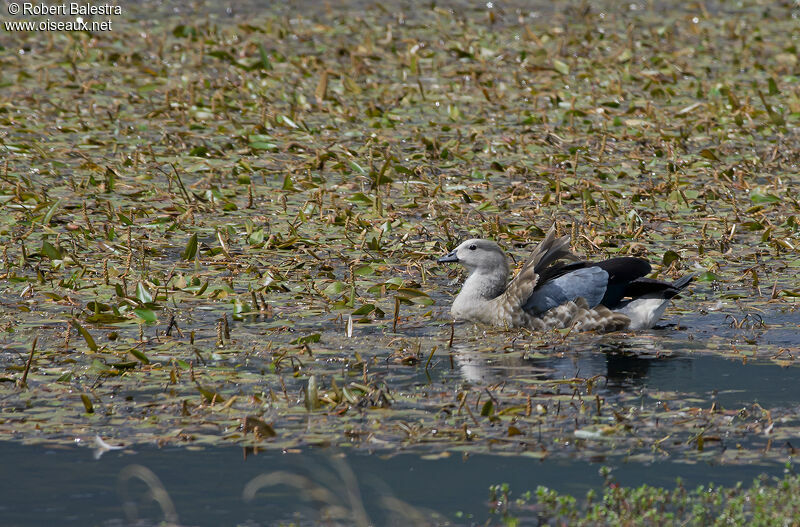Ouette à ailes bleues