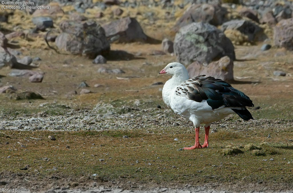 Ouette des Andes