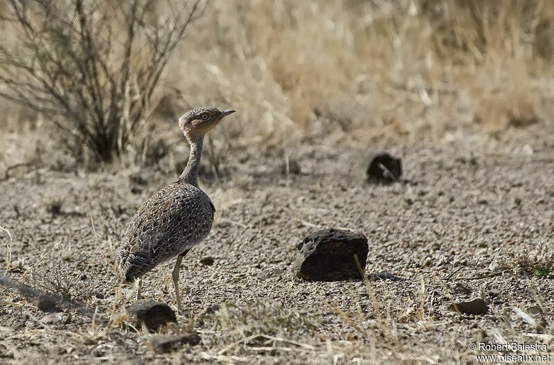 Buff-crested Bustard