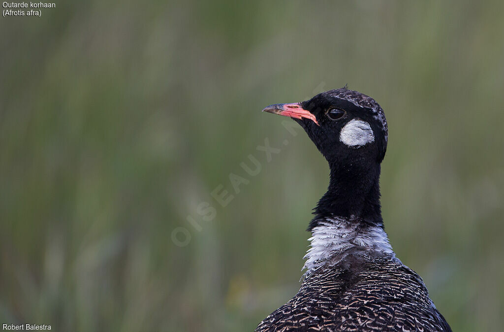 Outarde korhaan