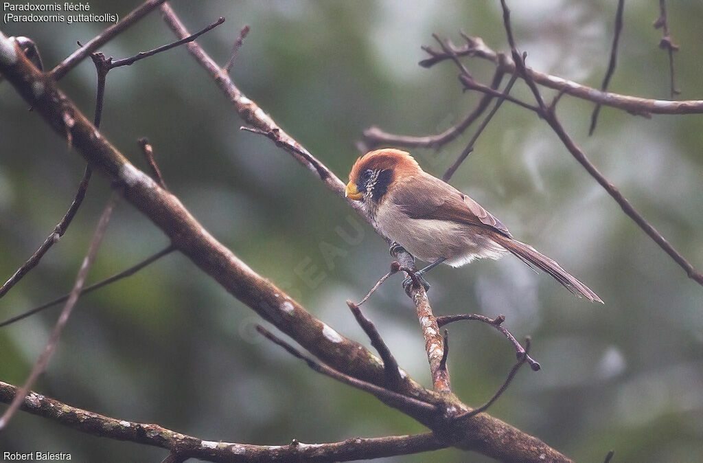 Paradoxornis fléché