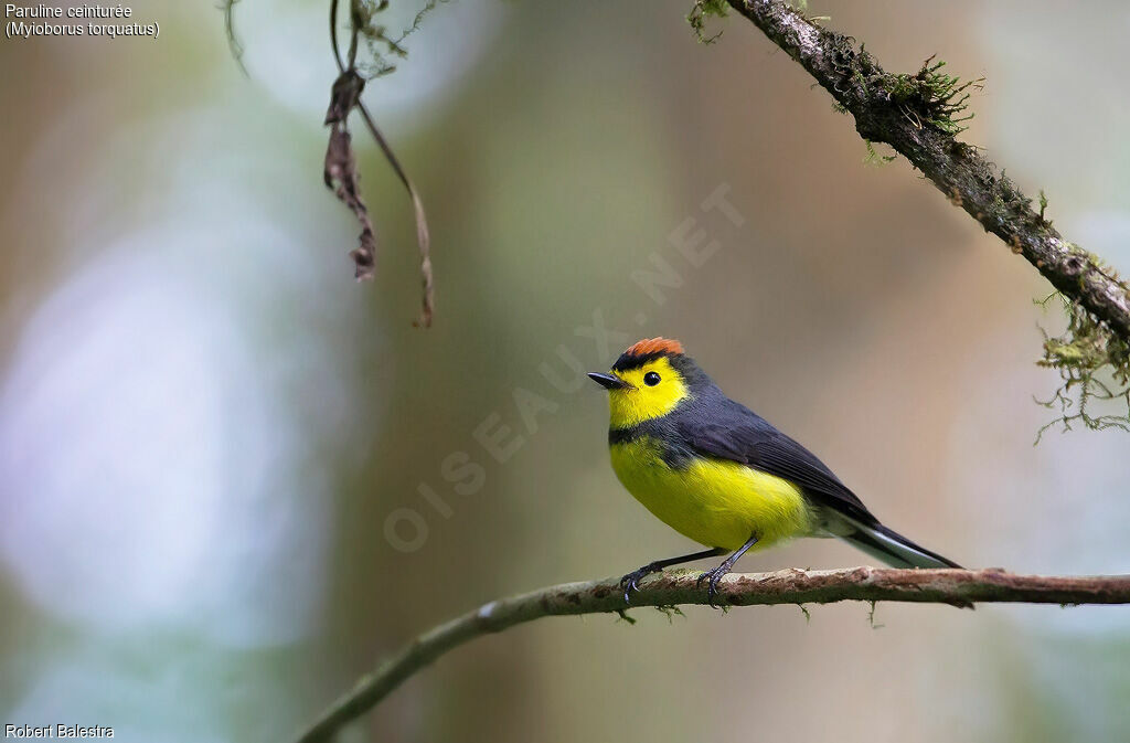 Collared Whitestart