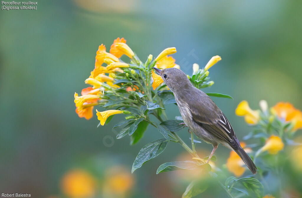 Rusty Flowerpiercer female
