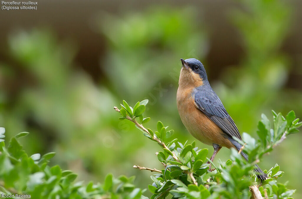 Rusty Flowerpiercer