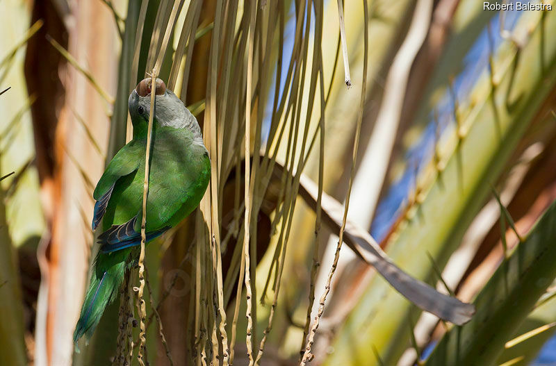 Monk Parakeetadult