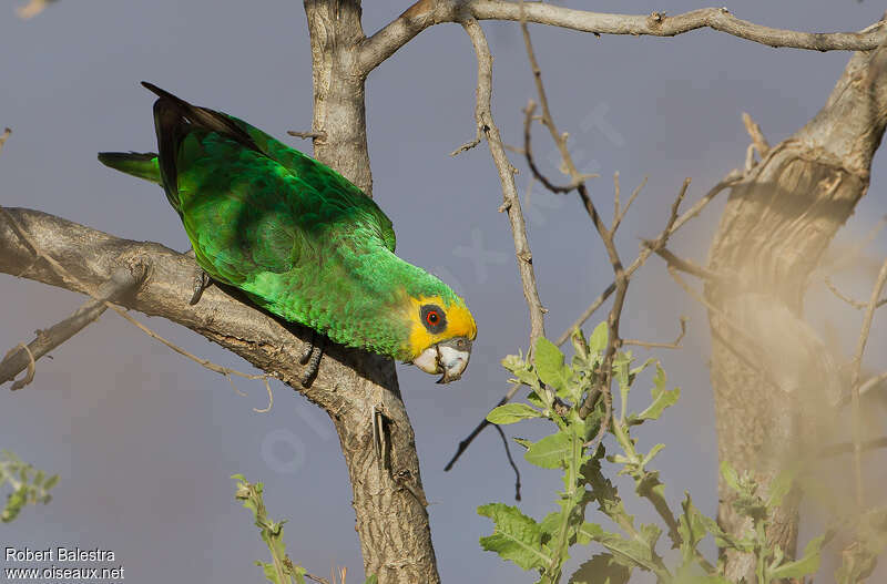 Yellow-fronted Parrotadult, identification