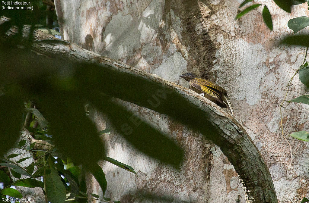 Lesser Honeyguide