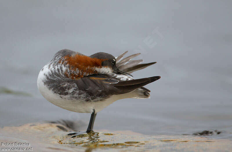 Phalarope à bec étroit femelle adulte nuptial, soins
