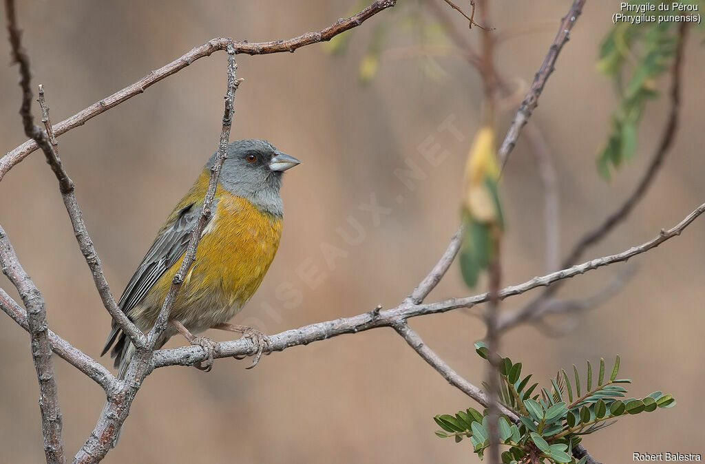 Peruvian Sierra Finch