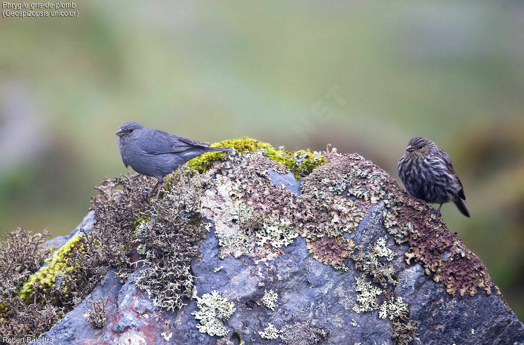 Plumbeous Sierra Finchadult