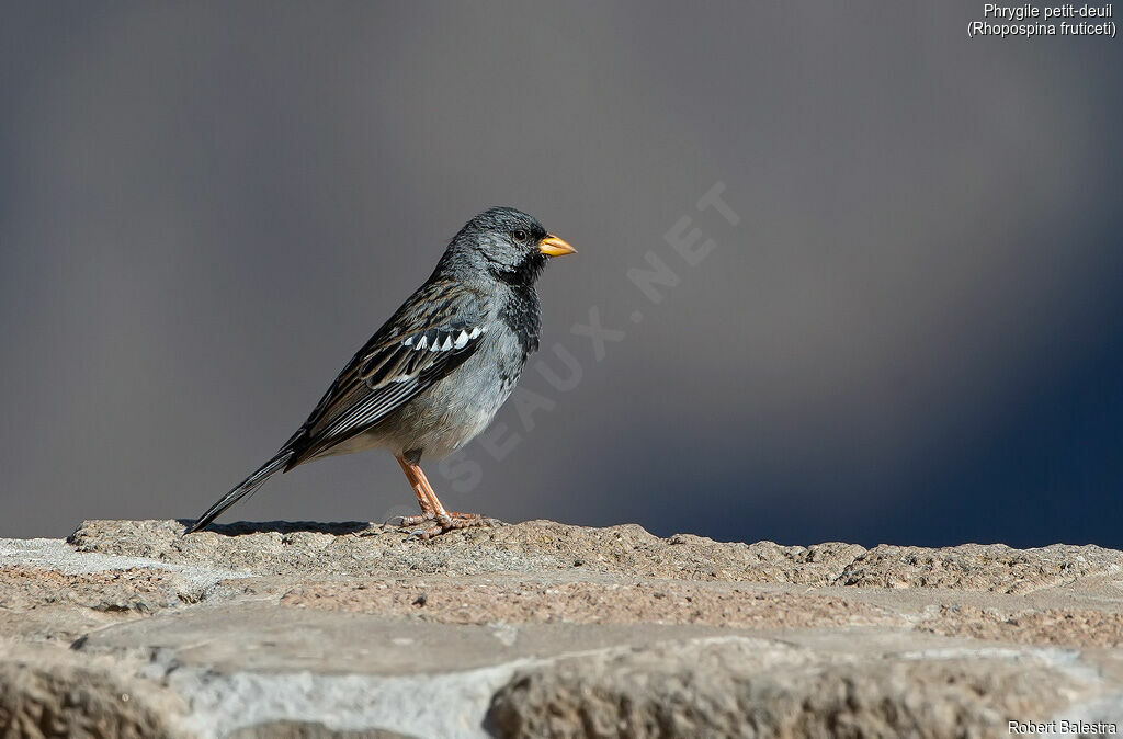Mourning Sierra Finch male