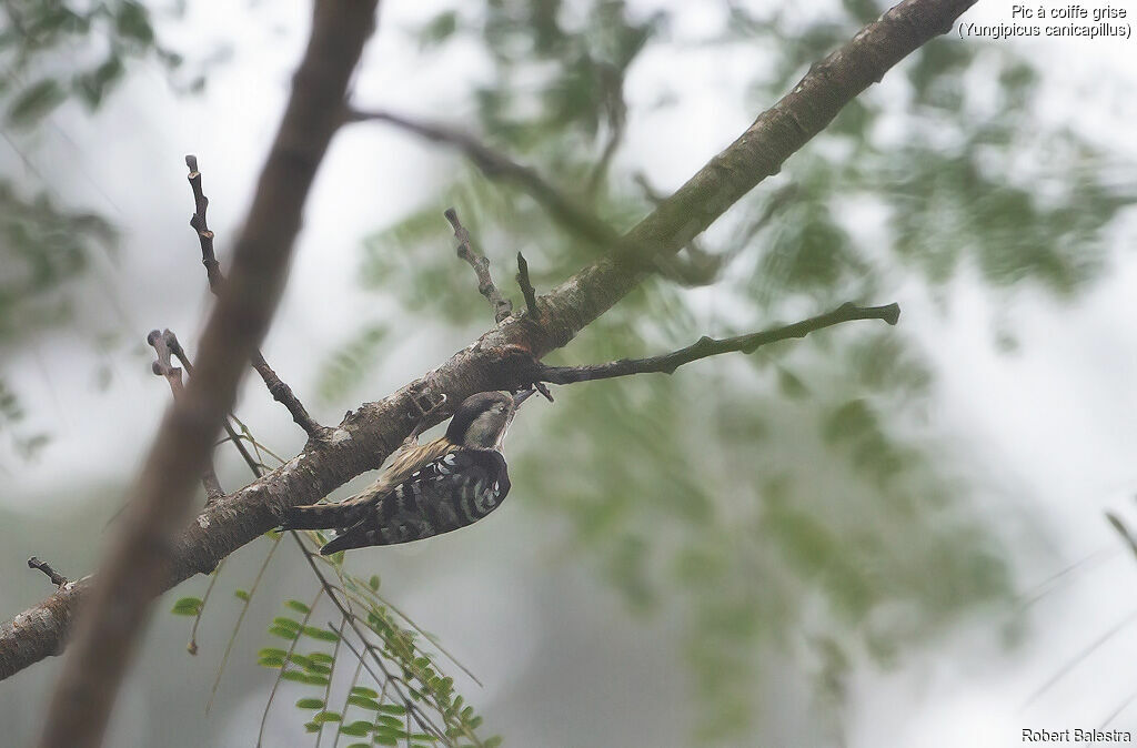 Pic à coiffe grise femelle