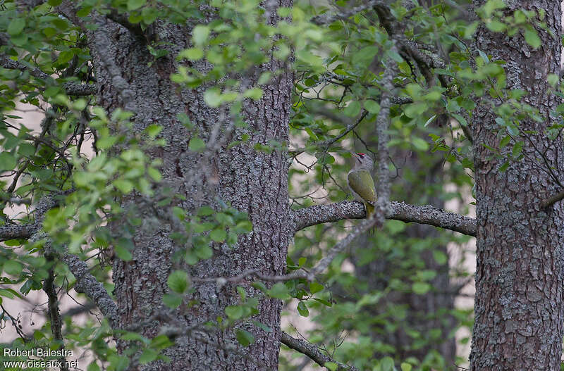 Grey-headed Woodpecker male adult, habitat