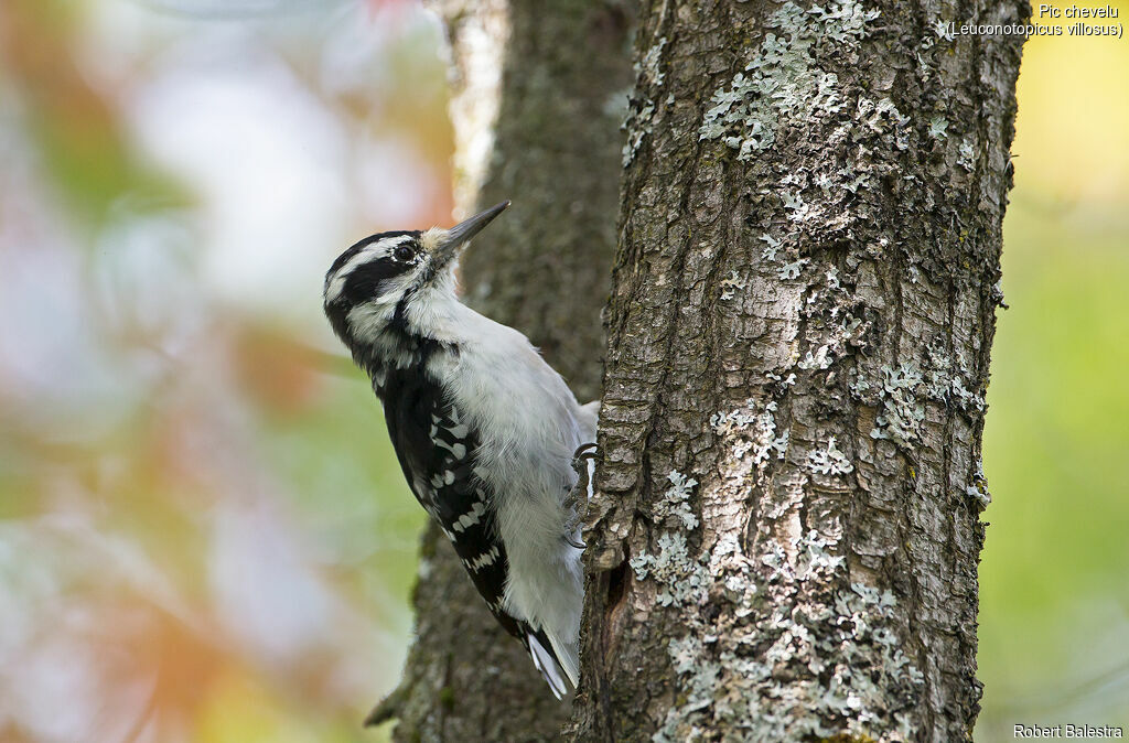 Hairy Woodpecker