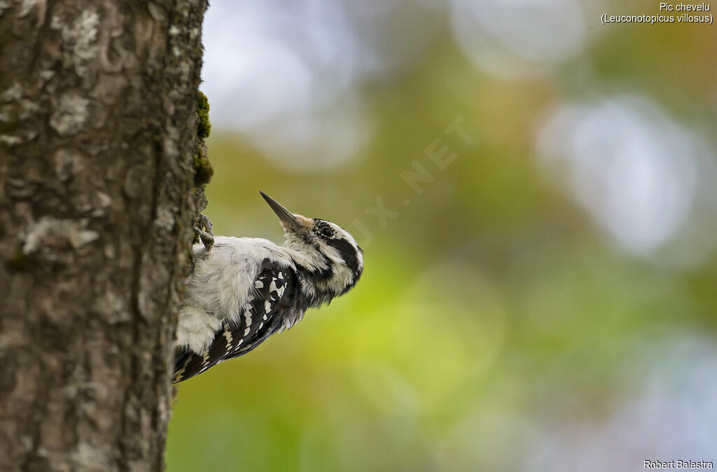 Hairy Woodpecker