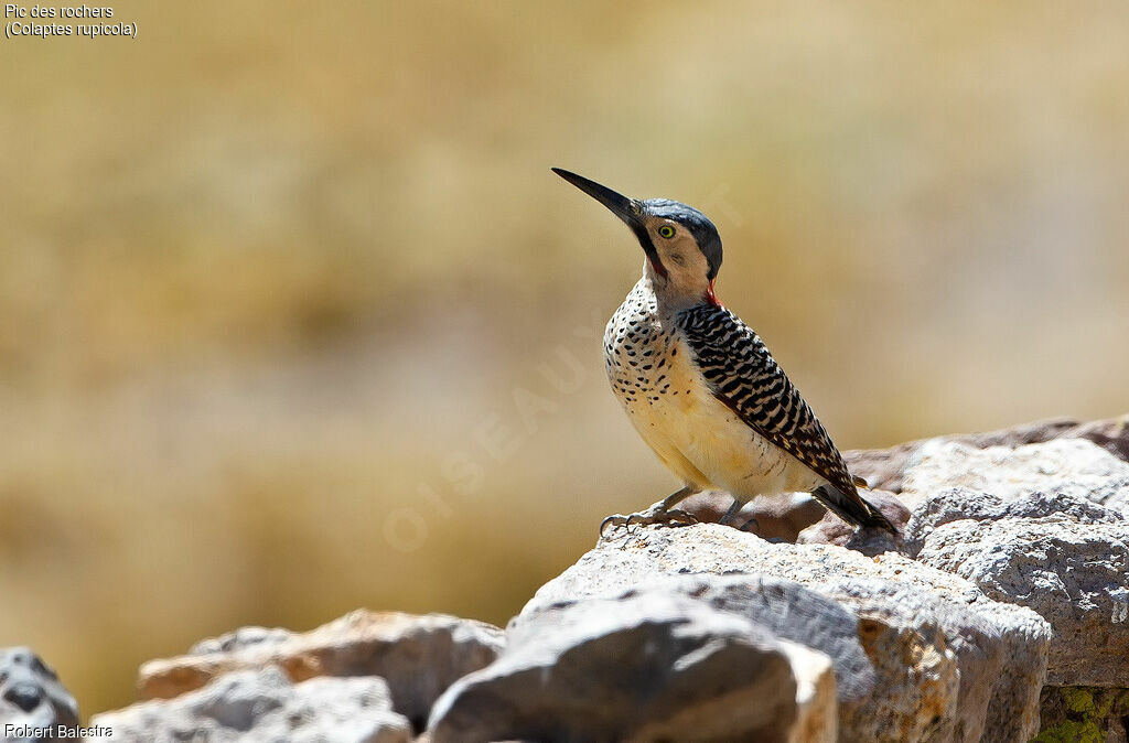 Andean Flicker