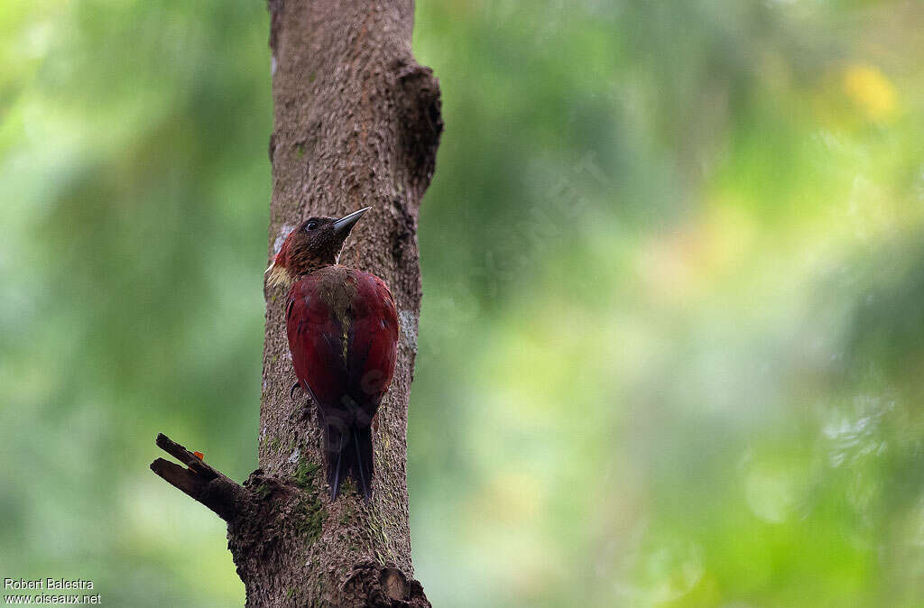 Banded Woodpecker male adult, pigmentation