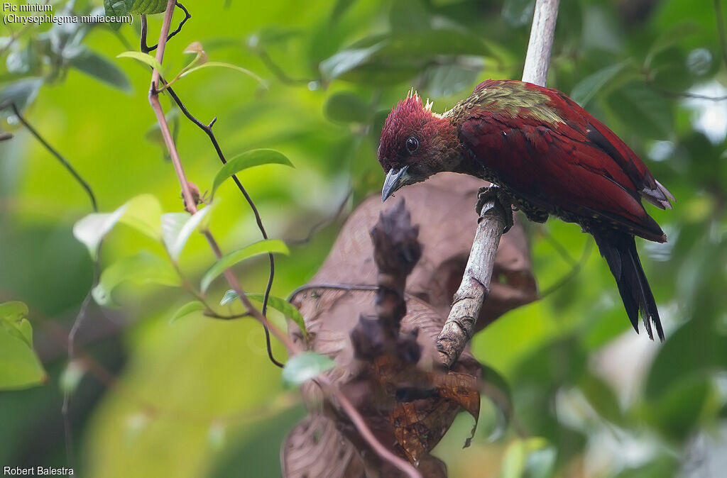 Banded Woodpecker