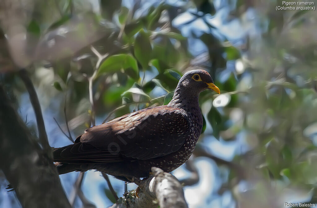 Pigeon rameron