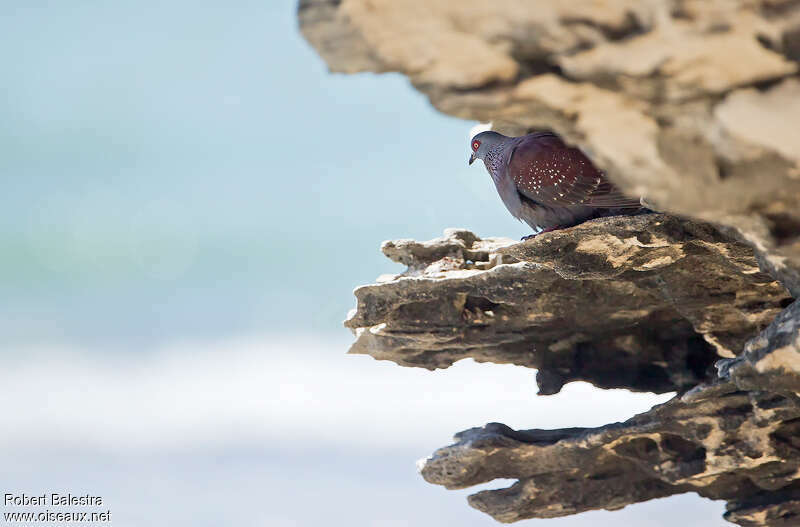 Speckled Pigeonadult, habitat