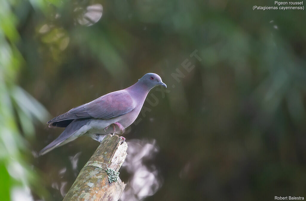 Pale-vented Pigeon
