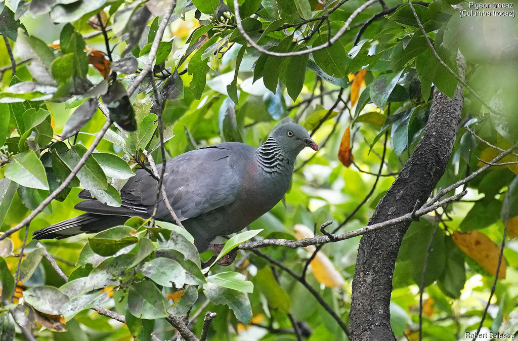 Pigeon trocaz