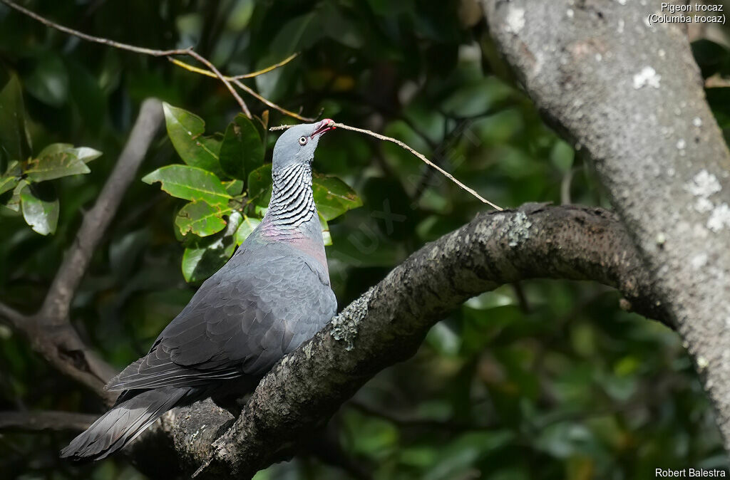 Pigeon trocaz