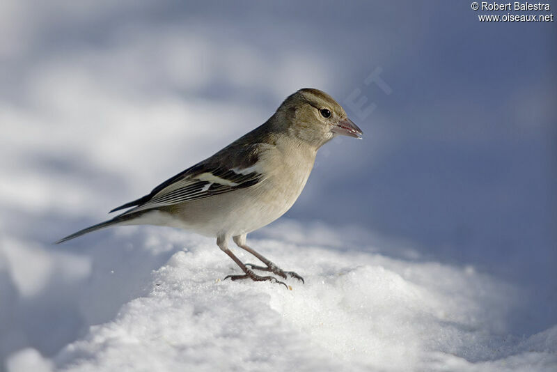 Eurasian Chaffinch female adult